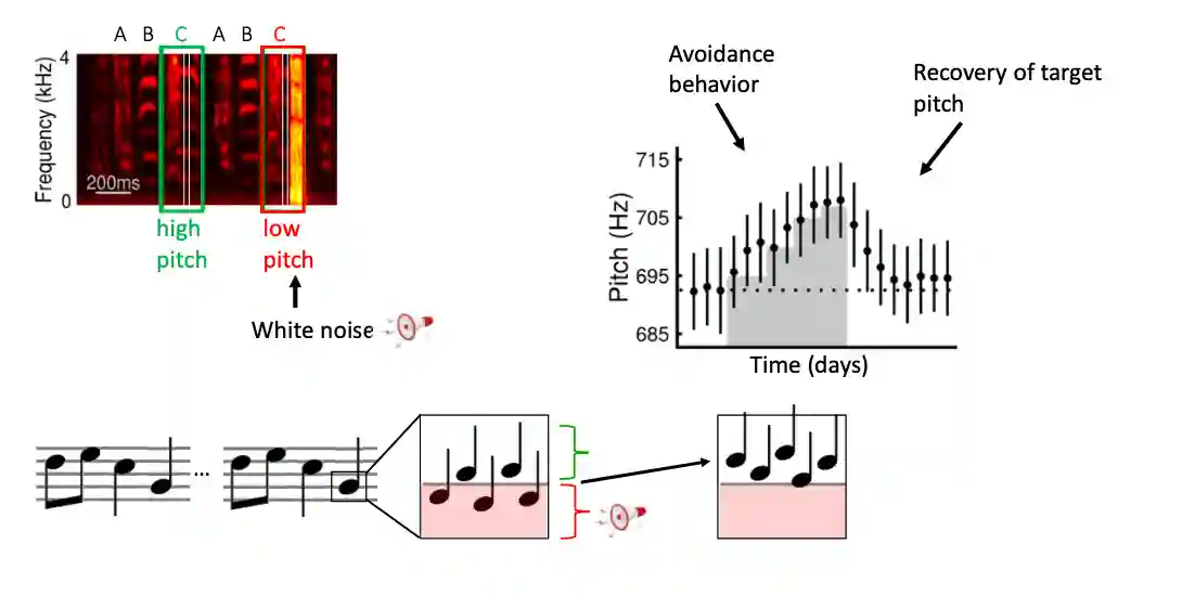 Birdsong and Song System-20250815123113176